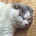 misk (@nekodaisuki922) Twitter profile photo misk (@nekodaisuki922) Twitter profile photo