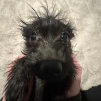 spectrr (@_spectrr) 's Twitter Profile