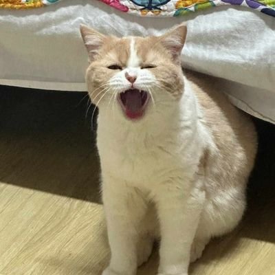 Nomun_B's profile picture. 