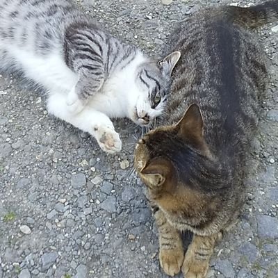 ネコチャンワンさんのプロフィール画像