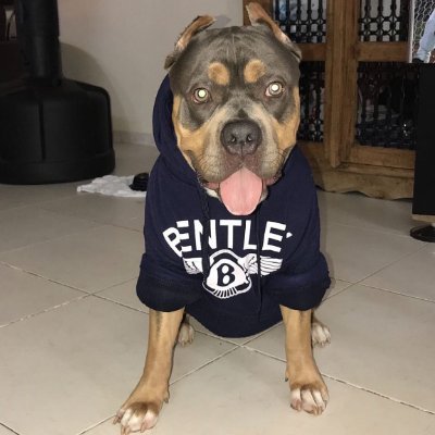 TRI COLORED CHAMPION AMERICAN BULLY BASED IN ABU DHABI. I LOVE PUSSY, FOOD AND LONG WALKS ON THE BEACH!

TELEGRAM: https://t.co/ACwmBcJL6G