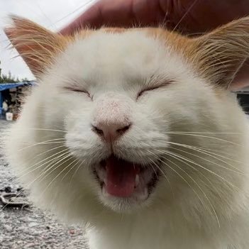 ねこアカウントとして再スタートしました よろしくお願いします 猫散歩 / YouTube / ハンデ猫推し