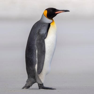 I identify as a Penguin 🐧