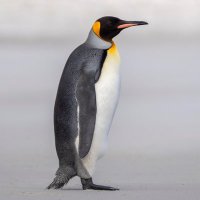 V🐧 (@v_for___) 's Twitter Profile Photo V🐧 (@v_for___) 's Twitter Profile Photo