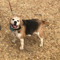 Herbie - adventures of a Beagle rescue pup(@HerbieOf) 's Twitter Profileg