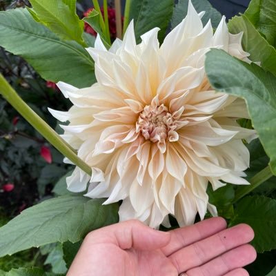 loves Fishing football,darts, love gardening 🧑🌾 #dahlias#roses plants for 🐝 bees Heart attack survivor