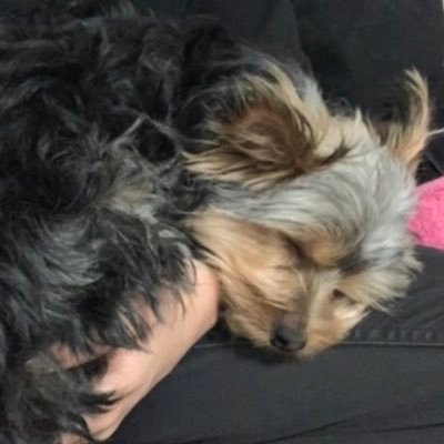 t_sui1219's profile picture. 予想外の20年。🐶mera💗