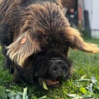 NastyBastard🐽🐗 (@grosspig) 's Twitter Profile