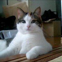 hiroyuki murai (@muffinhiro) 's Twitter Profile