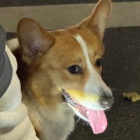 🐺🔞 (@wolf_ad_shhh) 's Twitter Profile