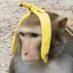 Chimenchia el Macaco ꩜🆑 (@chimenchia) Twitter profile photo
