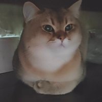 Yunlai Gui (@guiyunlai) 's Twitter Profile