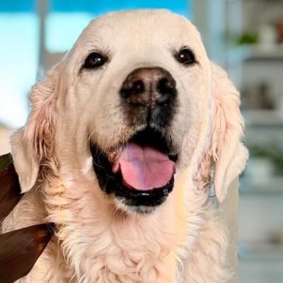 Unauthorised appreciation for the rosiest member of @TheGoldenRatio4 squad. Disclaimer: I am not @TheGoldenRatio4.