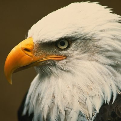 Eagle_Max124 Profile Picture