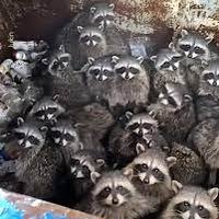 The Raccoon Council(@raccooncouncil) 's Twitter Profile Photo