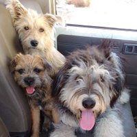 Lakey Farm (@raymondedeux) 's Twitter Profile Photo