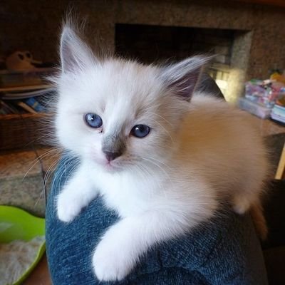 m_savinni's profile picture. Love traveling,nature lover and huge animal lover.The world is blessed to have furry animals🐭🐱