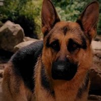 Delgado (@policexdog) 's Twitter Profile Photo Delgado (@policexdog) 's Twitter Profile Photo