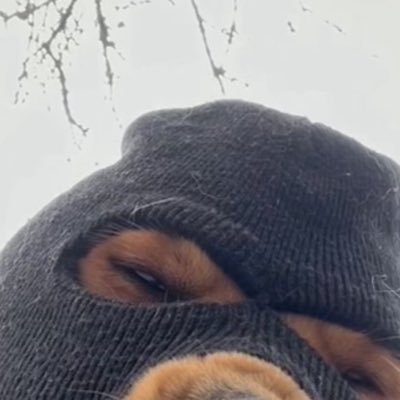 tarzandadog Profile Picture