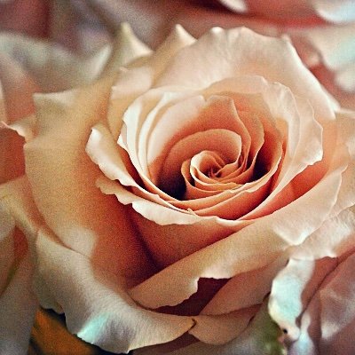 LaurenLeeBSU's profile picture. ever mindful. ever learning. ever free.