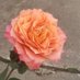 Aloha ⚜ (@alohacrypto69) Twitter profile photo Aloha ⚜ (@alohacrypto69) Twitter profile photo