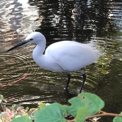 東邦大学医療センター大橋病院病理診断科の公式Xです。