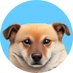 DOGK (@dogkingsol) Twitter profile photo DOGK (@dogkingsol) Twitter profile photo