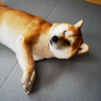 北京小金主 (@happylemon2024) 's Twitter Profile
