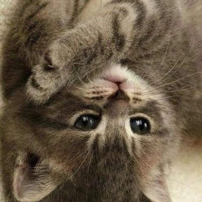 CsarRafaelmoya3's profile picture. Vive cada momento que la vida es una ..😊😊😋👉