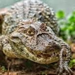 YacareObero8's profile picture. Se metieron en mi zona.
Y yo asomé la cabeza.