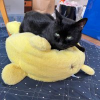 ぬこ様 (@nyarunee) 's Twitter Profile