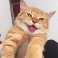 Mohamed (@mo74m3d) 's Twitter Profile
