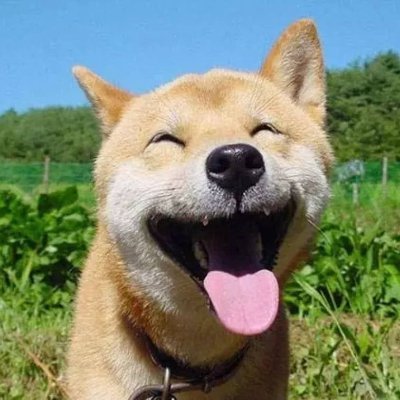 marudogcoin Profile Picture