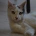 Miguel zaleta 🐱 (@miguelzaleta1) Twitter profile photo Miguel zaleta 🐱 (@miguelzaleta1) Twitter profile photo
