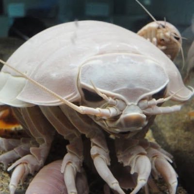 Tilda_Toad Profile Picture