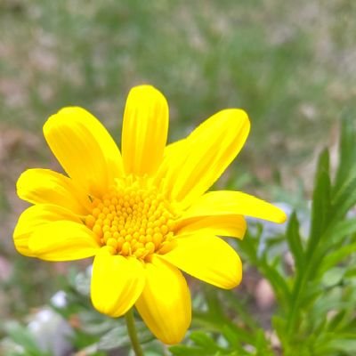 ⛅🌈空と花の写真を撮るのが好きです(スマホ撮り) 🌹🍀シマエナガ💖🕊️