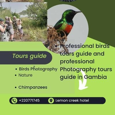 I am professional birds tours guide and professional Photography tours guide in Gambia I am organisation trips in Gambia