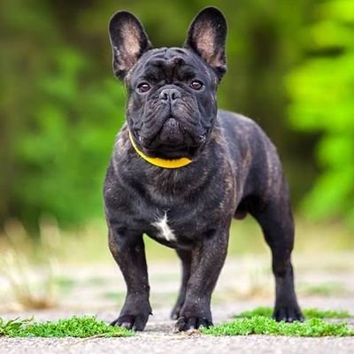 👉 Welcome to @bulldogclub_1
🐕 We share daily #frenchbulldog Contents
🐾 Follow us if you really love frenchbulldogs
