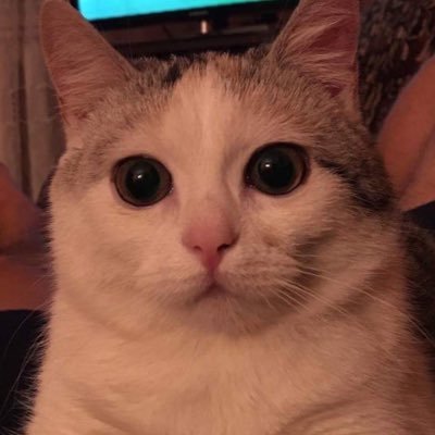 Torrens344's profile picture. Just an ordinary girl in a ordinary world