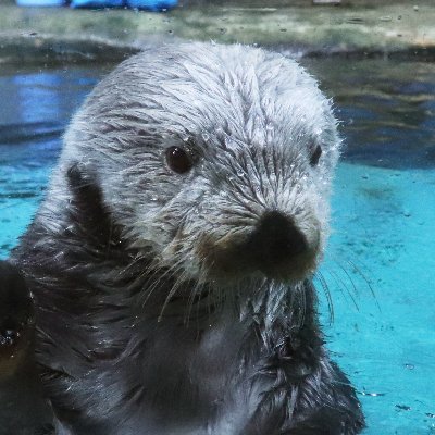 水族館好き、動物園好き、カメラ好き！
海獣が大好き。
鯨類の尾びれのくびれがたまらない！
📷→Canon EOS 9000D、Canon IXY640