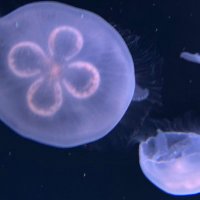 ⛄️🐰チョン星来¨̮ (∵) 🐨세이라🍥 (@xxxsaylaxxx) Twitter profile photo