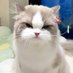 mokmok (@mokmok20p) Twitter profile photo mokmok (@mokmok20p) Twitter profile photo