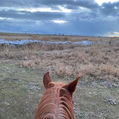 Just a lonely cowpoke who decided to see what twitter is all about. If I’m pushing cows or lost in gods country on horse back I’ll be on the beach!🤠🍻🏝️