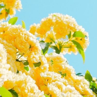 CosRel's profile picture. 🌱🌲🌱🌲