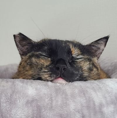 🐾🍅🌽やさいのぱら🍆🫑🐾さんのプロフィール画像