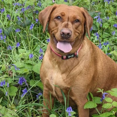 matthewjgreen1's profile picture. rock fan. Arsenal till I die