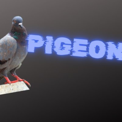 pigeononsolana Profile Picture