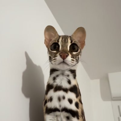 AsliAehe's profile picture. 