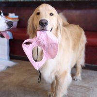 らすてぃ (@rustypippi) 's Twitter Profile