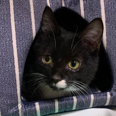 starlight_t923's profile picture. 超特急 OCTPATH OWV が気になる 一度でいいから刀ミュを生で見てみたい‼︎ 無言フォロー失礼します🥺  10年以上A.B.C-Zを応援　“ぱと”と妹から呼ばれています。